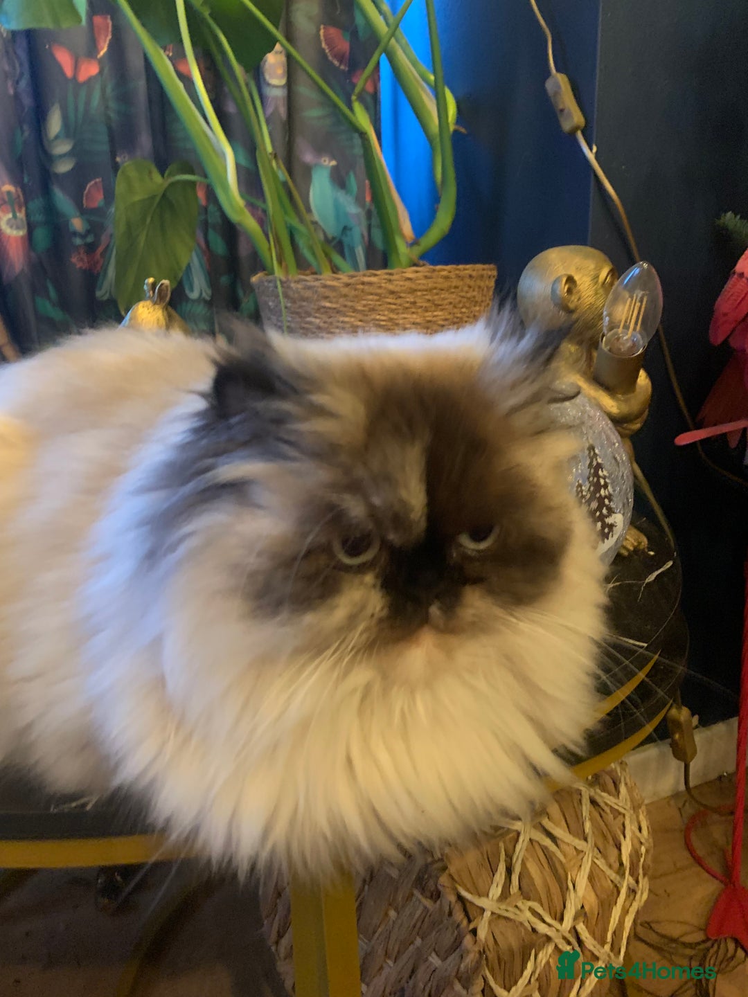 Persian cats for sale: Beautiful Persian queen  - Advert 2