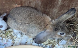 Rex rabbits for sale: Stunning baby rabbits - Image 8