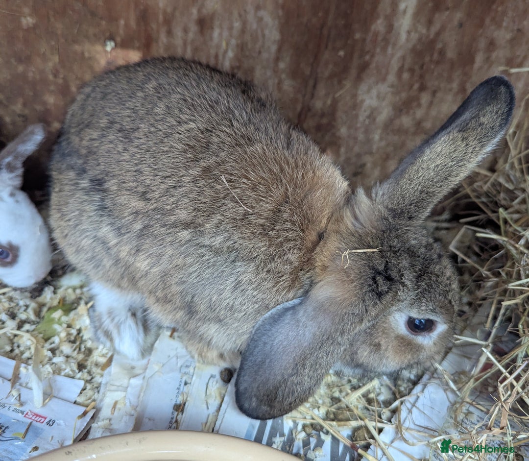 Rex rabbits for sale: Stunning baby rabbits - Image 8