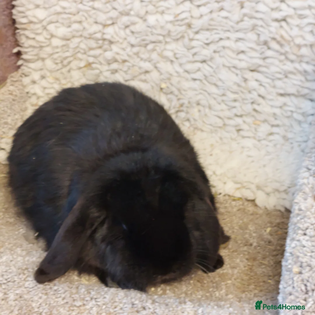Mini Lop rabbits for sale:  Sold 2 Beautifull minilops  doe &buck - Advert 3