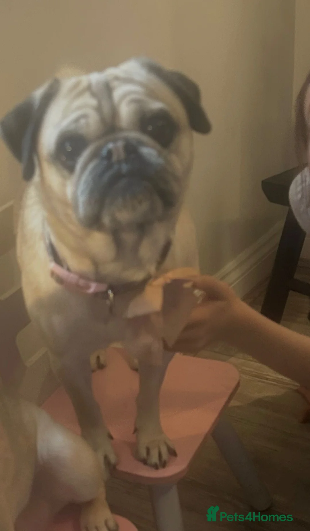 Pug dogs for sale: Beautiful female pug in Pontefract - Advert 4