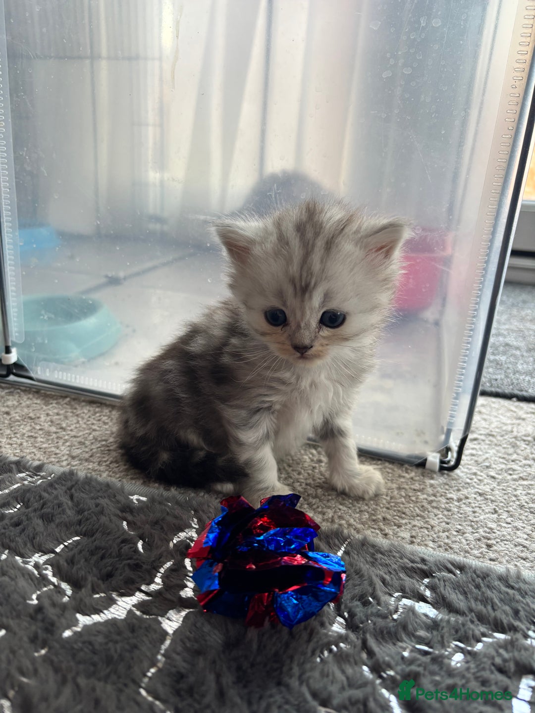 Maine Coon cats for sale: Maincoon / Persian babies looking for laps  - Advert 23