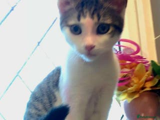 Bengal cats Cute mixed bangle kittens - Advert 7