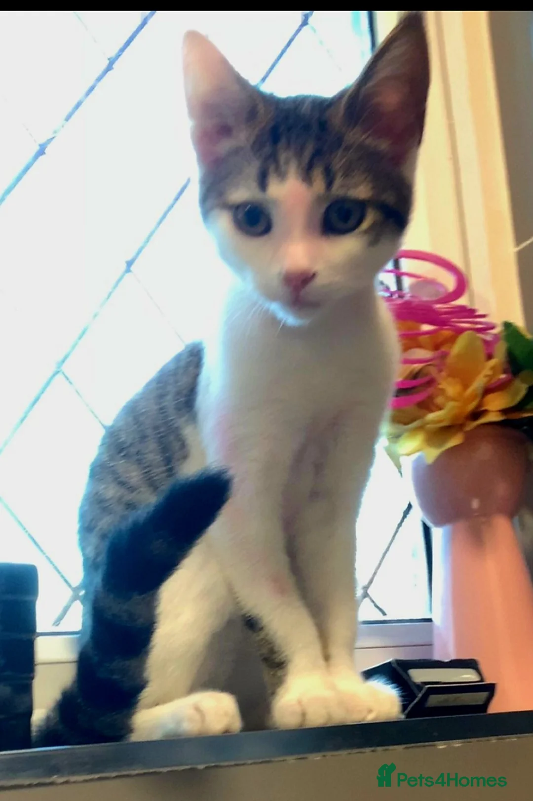 Bengal cats for sale: Cute mixed bangle kittens  - Advert 9