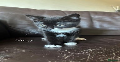 Mixed Breed cats - Advert 13
