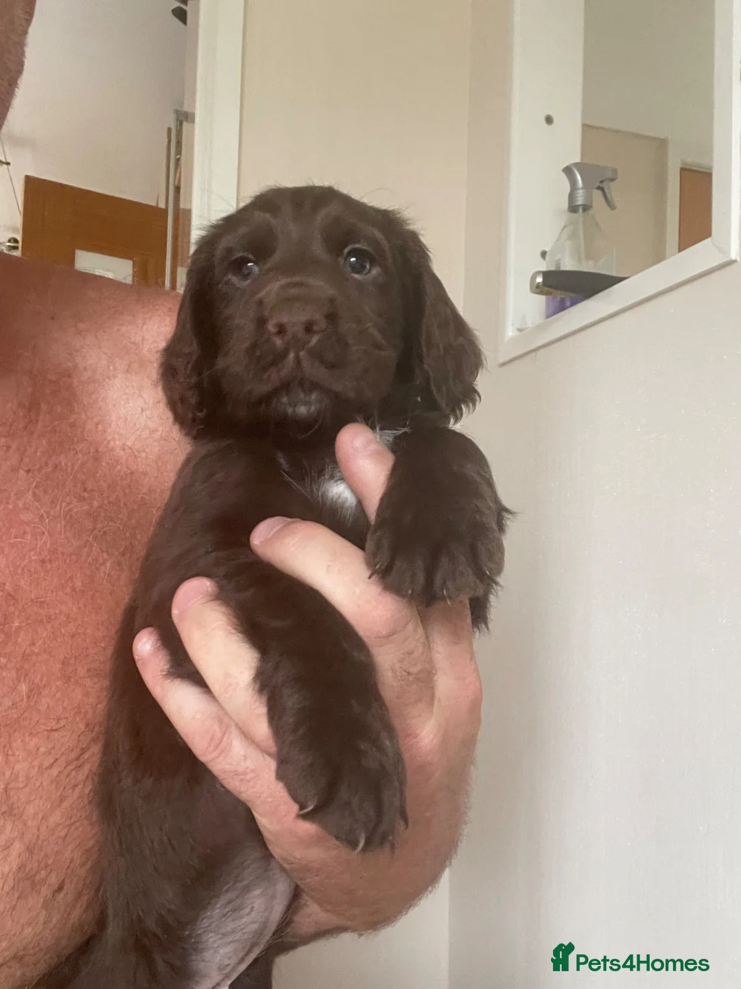 Cocker Spaniel dogs for sale: Working cockers in Chester - Advert 2
