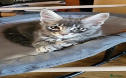 Maine Coon cats for sale: Large Breed Maine Coon Cross - Image 1
