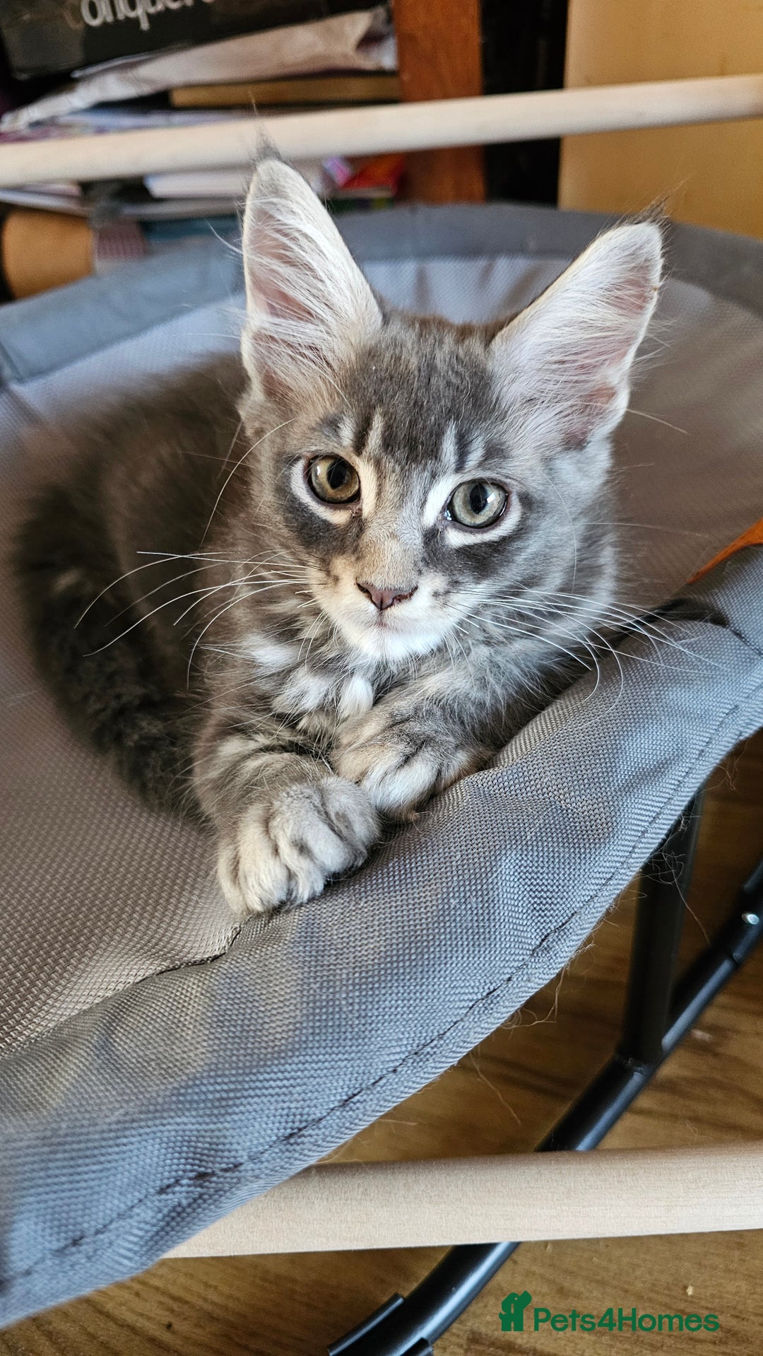 Maine Coon cats for sale: Large Breed Maine Coon Cross - Image 1