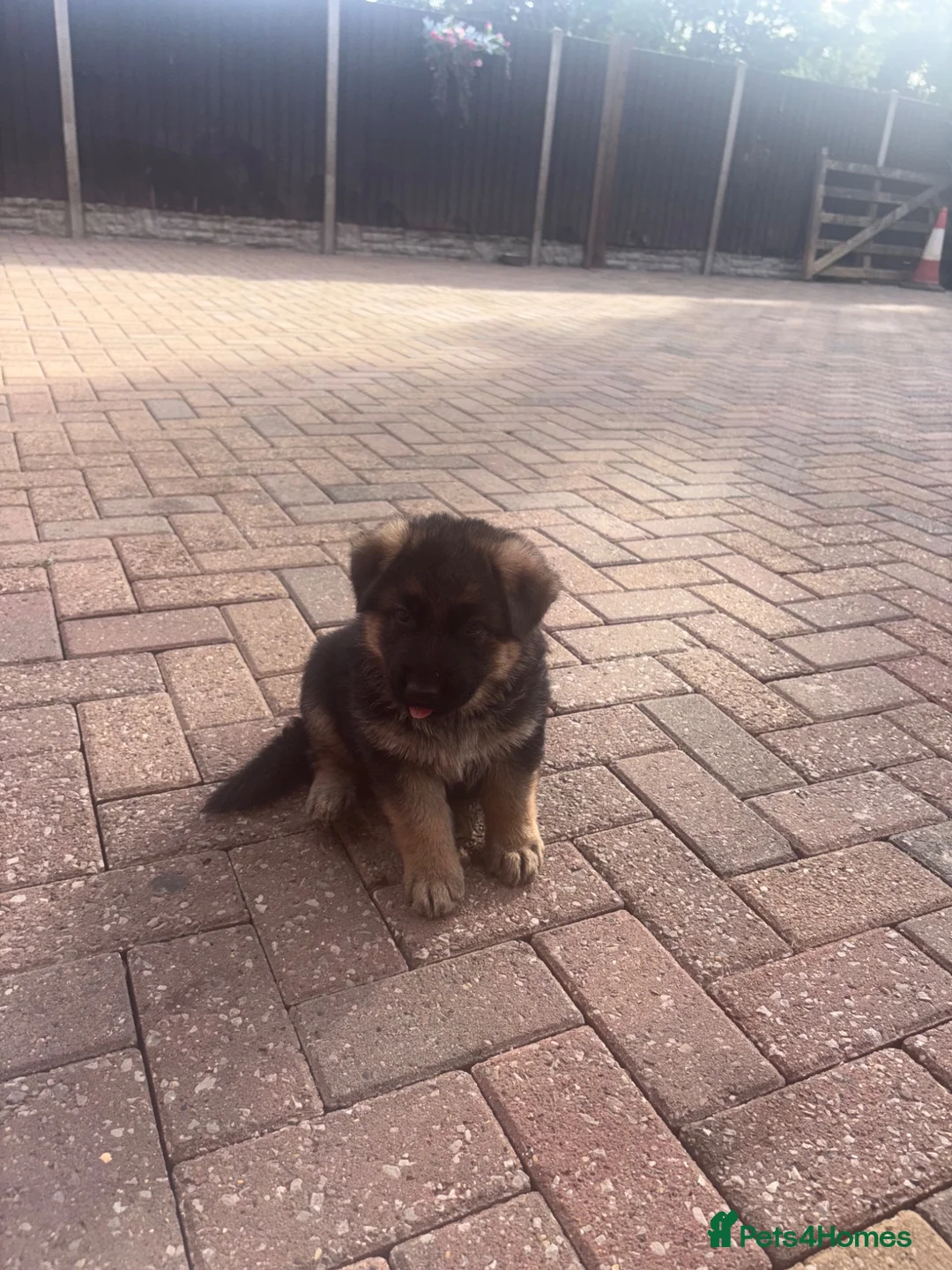 German Shepherd dogs for sale: Stunning Gsd males available!  - Advert 13