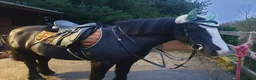 Fell horses for sale: Tammy WelshXFell cob mare in Morpeth - Advert 3