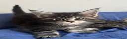 Maine Coon cats for sale: Champion line Maine coon active kittens - Advert 7