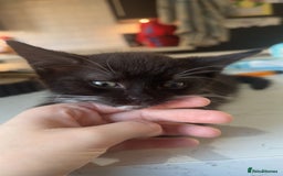 British Shorthair cats for sale: British shorthaired cross Persian  - Image 4