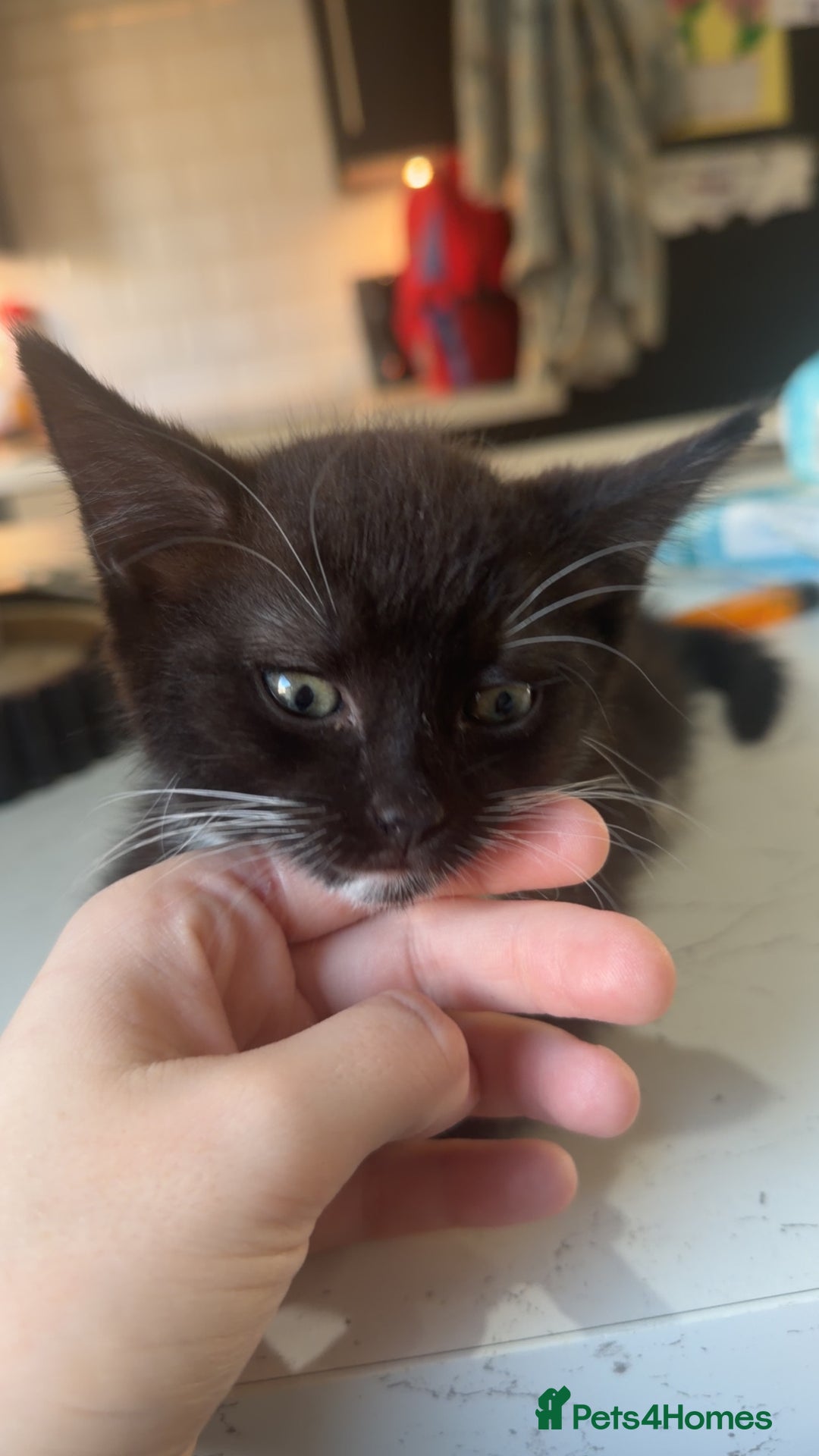 British Shorthair cats for sale: British shorthaired cross Persian  - Image 4