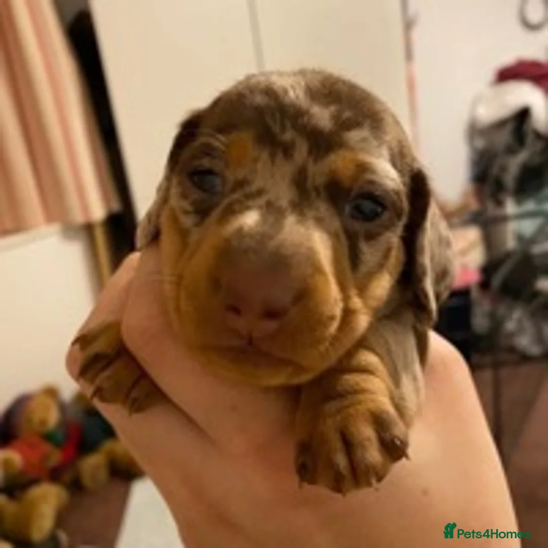 Miniature Dachshund dogs for stud: Miniature Dachshund Stud Kc registered & Pra clear in Stowmarket - Advert 12