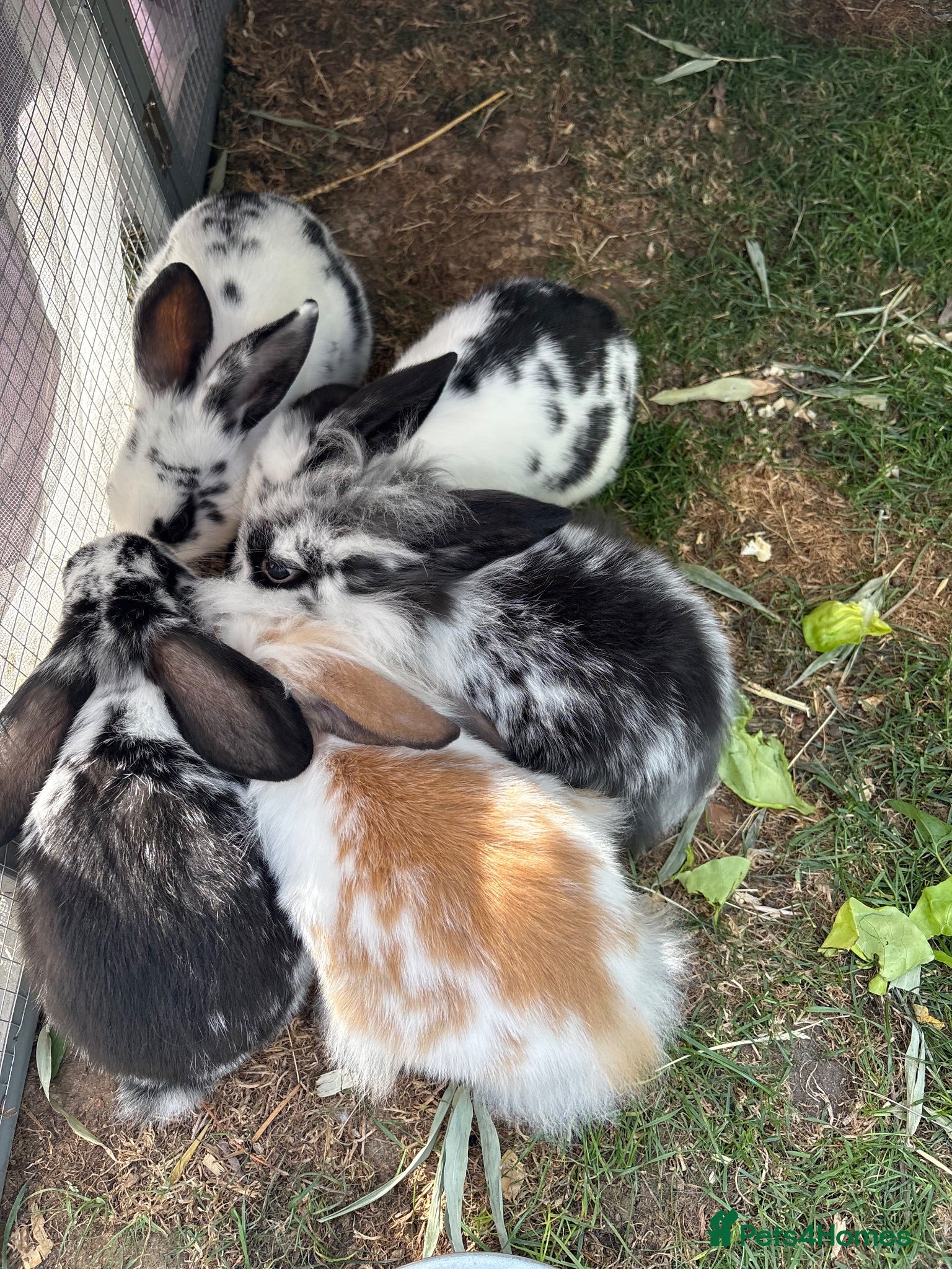 Mini Lop rabbits Baby mini lop rabbits - Advert 15