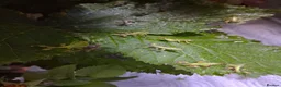 Stick Insects invertebrates for sale: Stick Insect Nymphs and Eggs for Sale - Advert 5