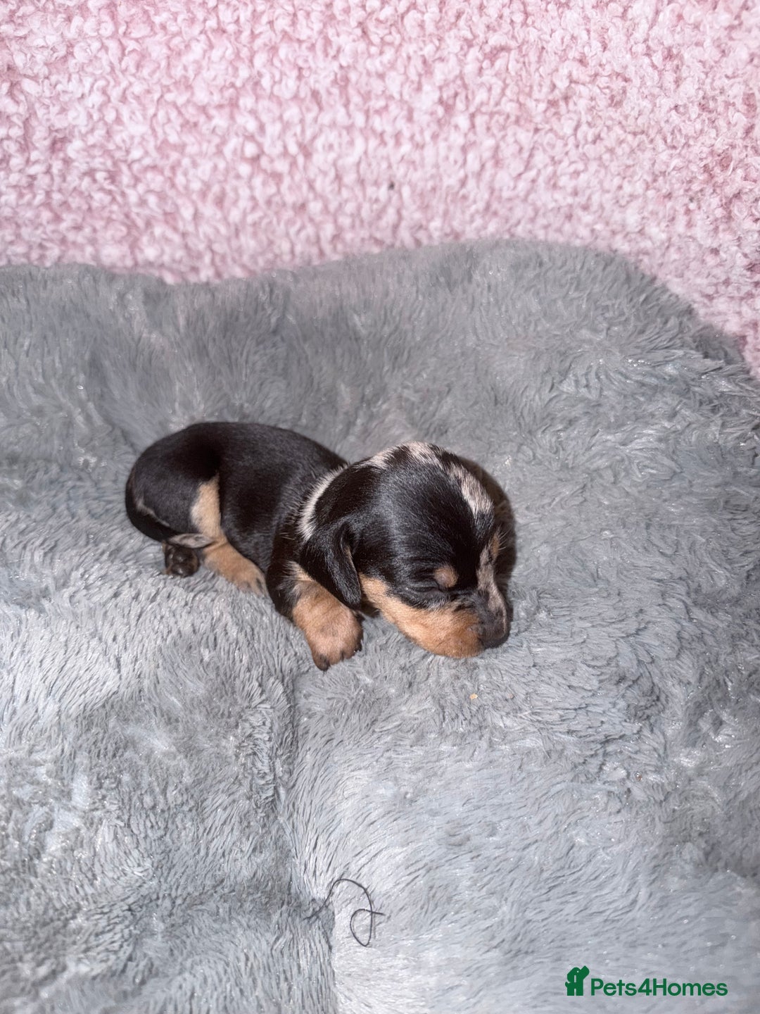 Miniature Dachshund dogs for sale: Stunning kc reg miniature dachshund puppies - Advert 10