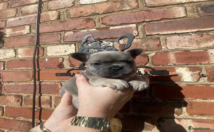 French Bulldog dogs - Advert 18