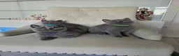 British Shorthair cats for sale: Amazing British shorthaired kittens  - Advert 2