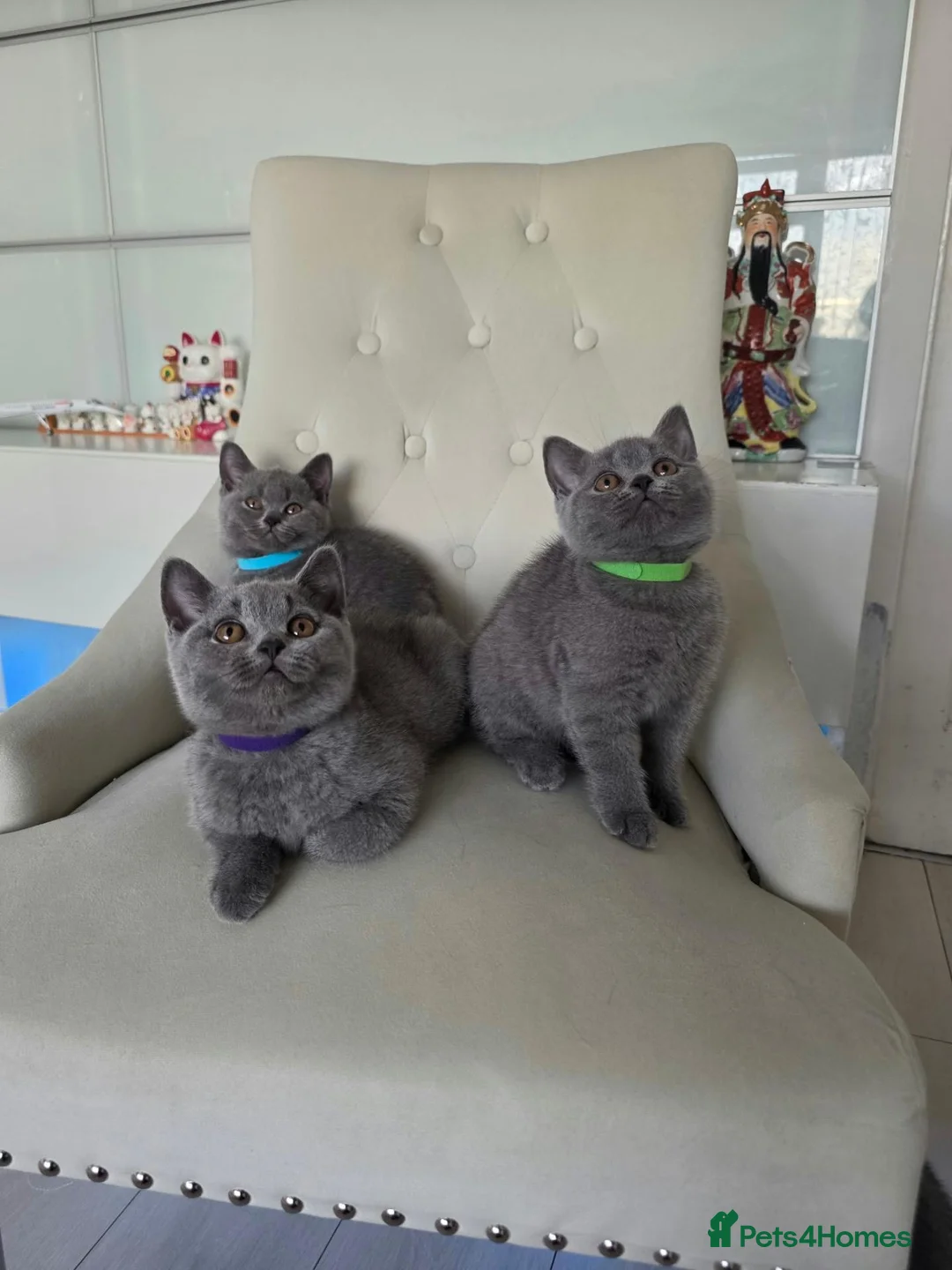 British Shorthair cats for sale: Amazing British shorthaired kittens  - Advert 2