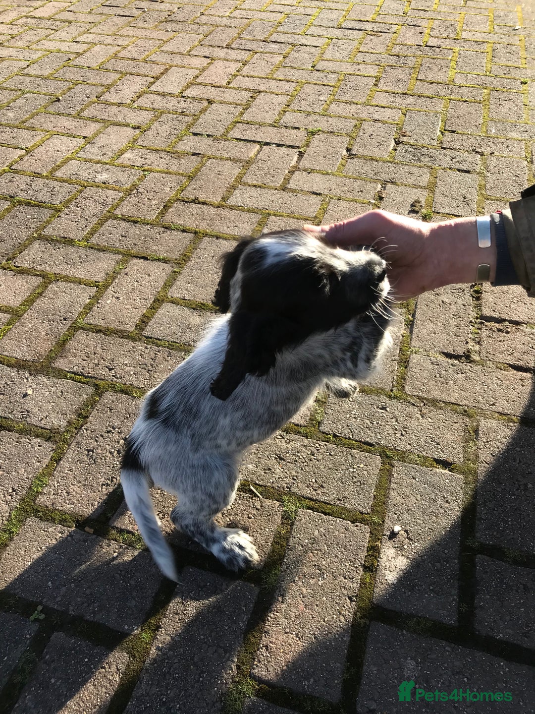 Cocker Spaniel dogs for sale: Working Cocker Spaniel Male  - Advert 3