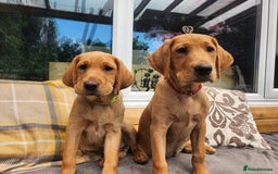 Labrador Retriever dogs for sale: KC Reg Fox Red Labrador Male. Fully vaccinated. in Mold - Image 3
