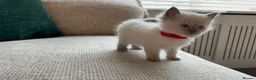 Ragdoll cats for sale: Ragdoll Babies - Advert 5