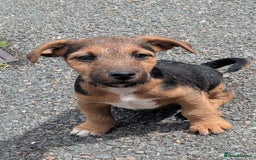 Lakeland Terrier dogs for sale: Beautiful Lakeland Terrier pups for sale  - Image 2