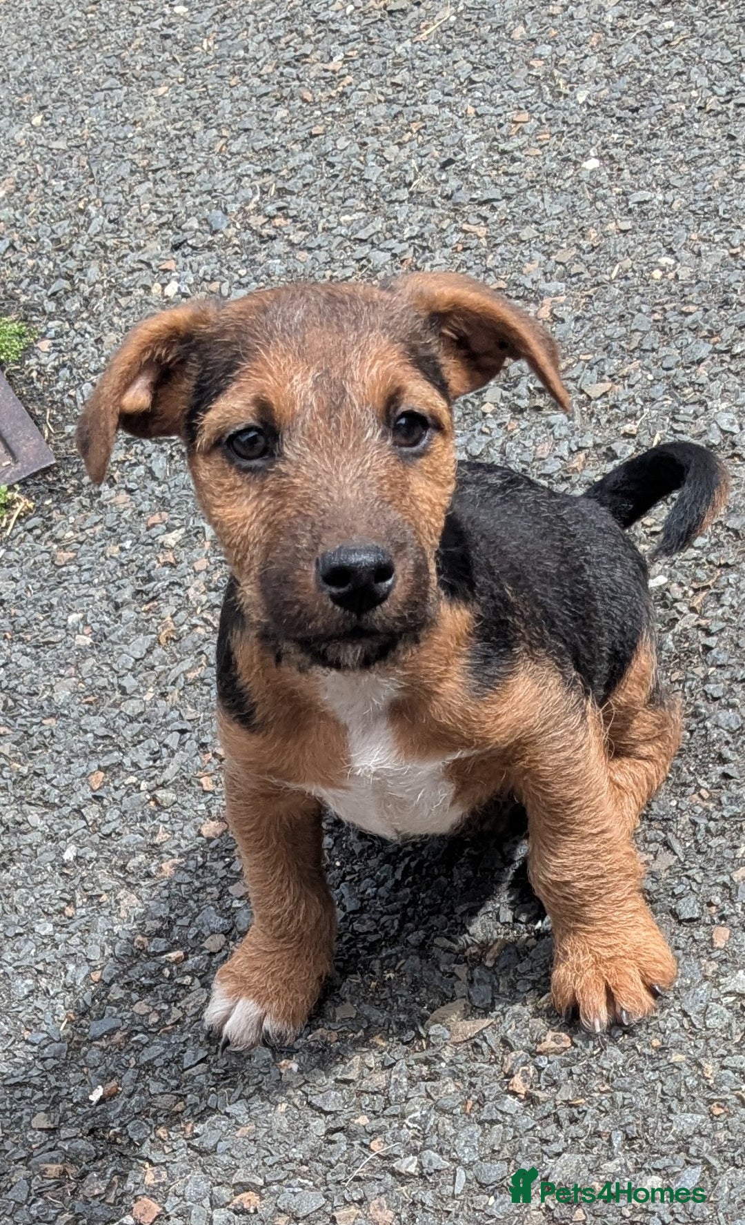 Lakeland Terrier dogs for sale: Beautiful Lakeland Terrier pups for sale  - Image 2