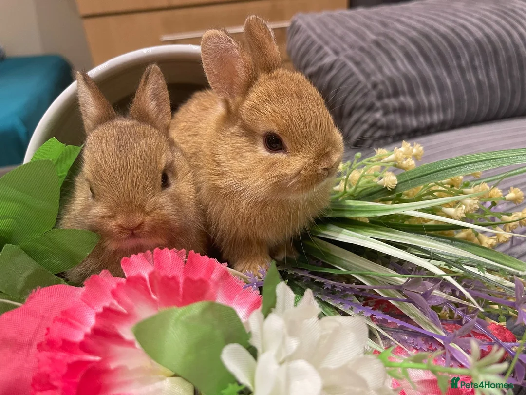 Netherland Dwarf rabbits for sale: Bunnies  in London - Advert 9