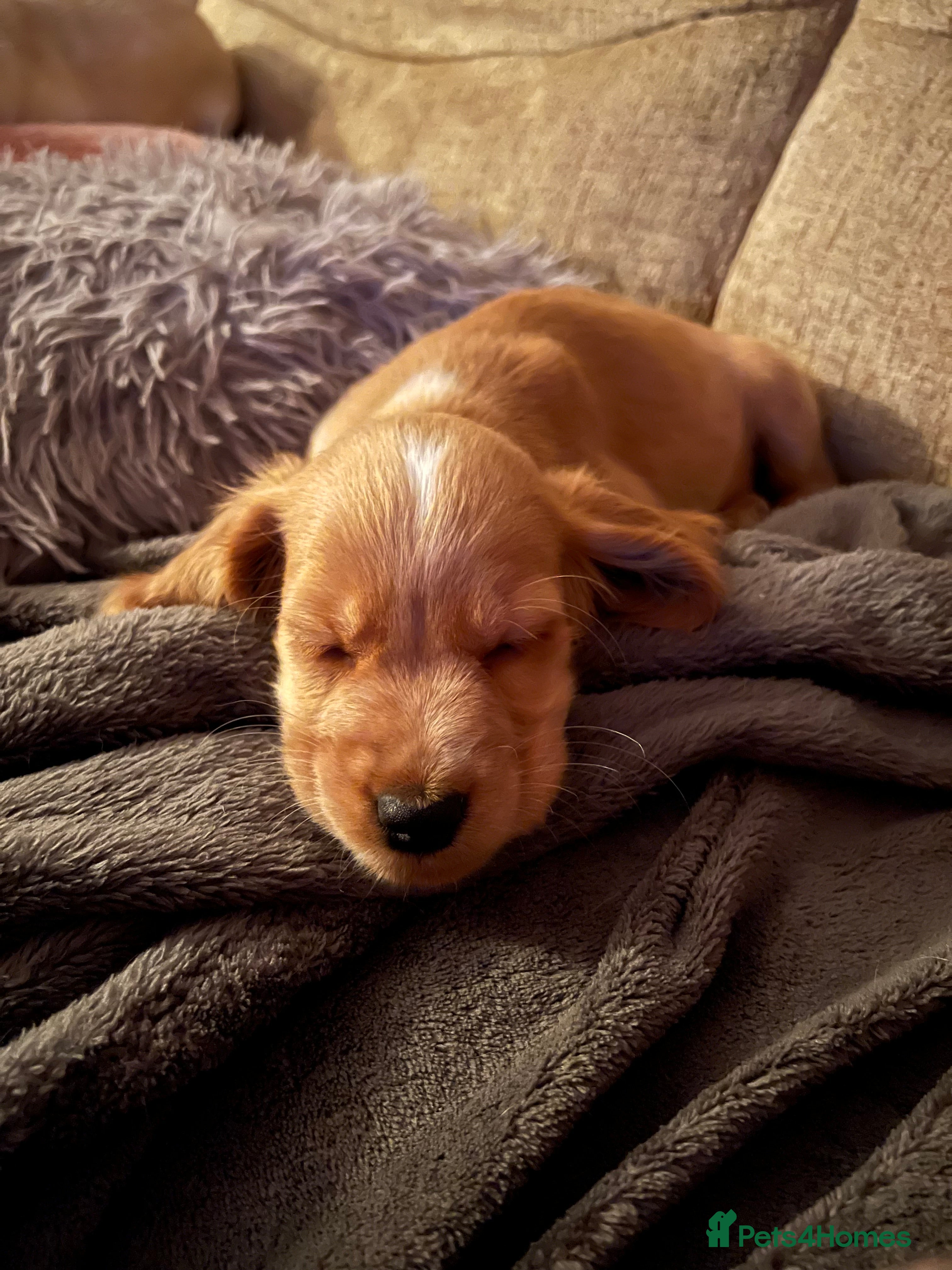 Cocker Spaniel dogs Last female cocker available!  - Advert 11