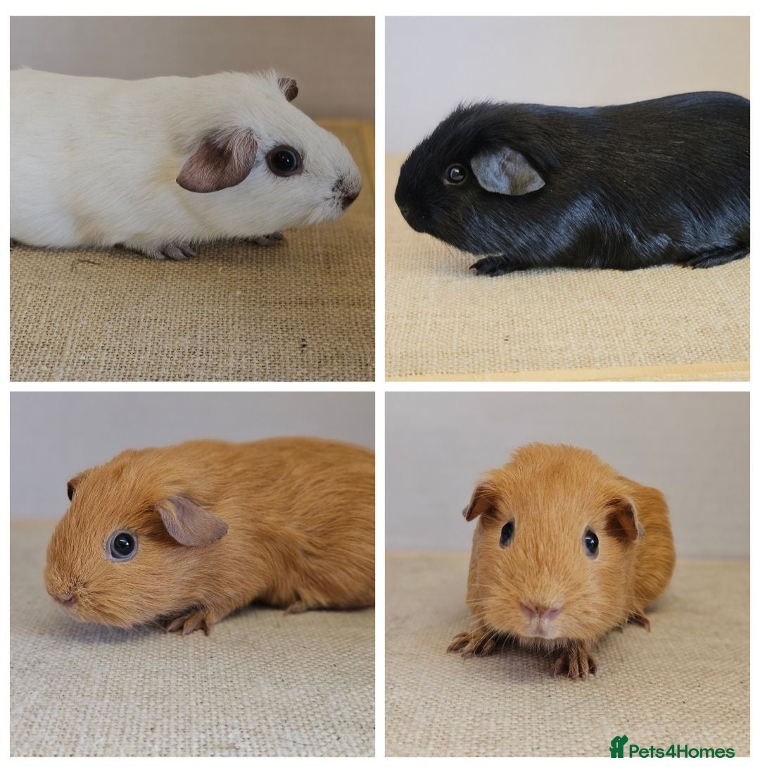 Guinea Pig rodents Single 6-8 wk baby boys for bonding with solo boy - Advert 14