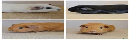 Guinea Pig rodents for sale: Single 6-8 wk baby boys for bonding with solo boy - Advert 1