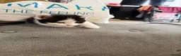 Mixed Breed cats for sale: 6 Gorgeous Kittens – Short & Fluffy –  - Advert 4