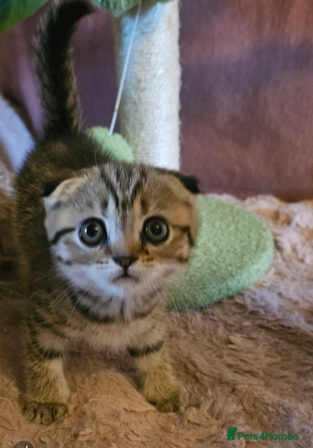 British Shorthair cats for sale: BRITISH SHORTHAIR X SCOTTISH FOLD - Advert 5