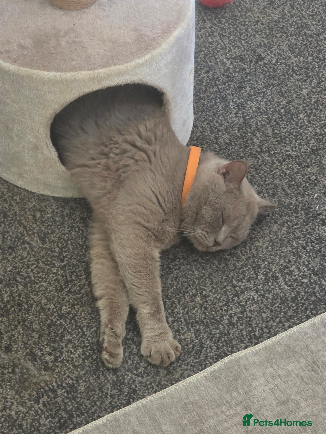 British Shorthair cats for stud: Lilac BSH stud - Image 2