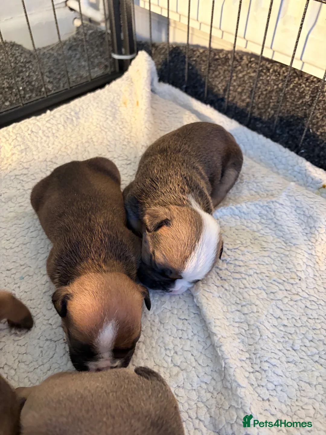 English Bulldog dogs for sale: New England bulldog puppies  - Advert 12