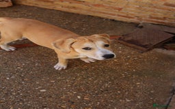 Mixed Breed dogs for adoption: ABANDONED TAN COLOURED PUPPY - Image 3