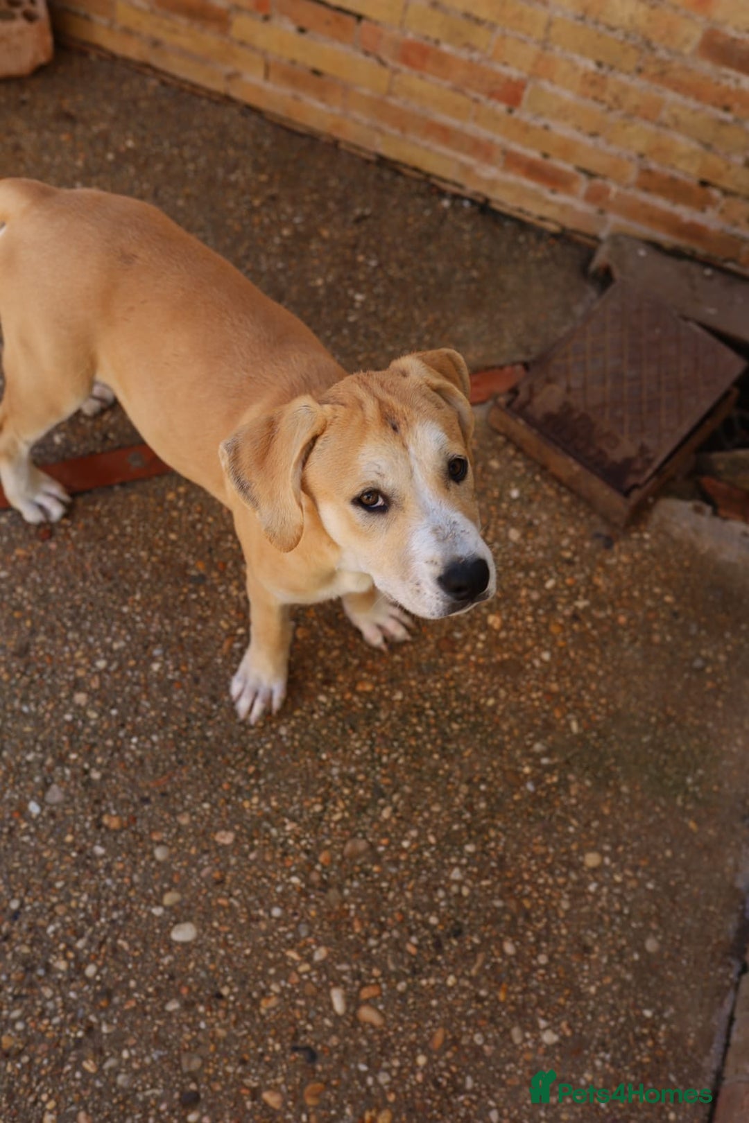 Mixed Breed dogs for adoption: ABANDONED TAN COLOURED PUPPY - Image 3