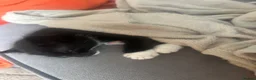 Mixed Breed cats for sale: Beautiful kittens looking for a new forever home  - Advert 9