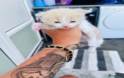 British Shorthair cats for sale: Premium  – Socialised, Healthy, Loved - Image 1