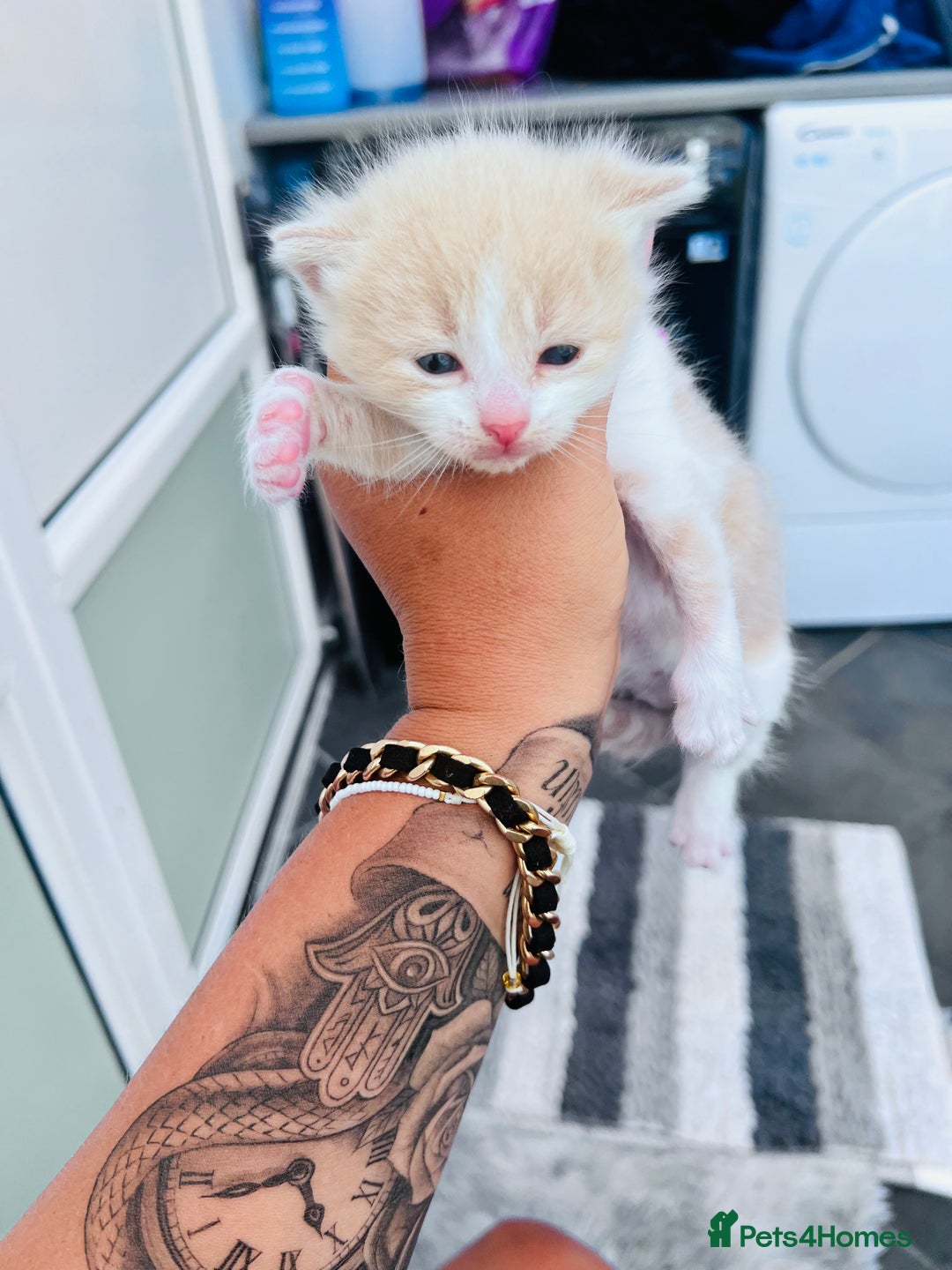 British Shorthair cats for sale: Premium  – Socialised, Healthy, Loved - Image 1