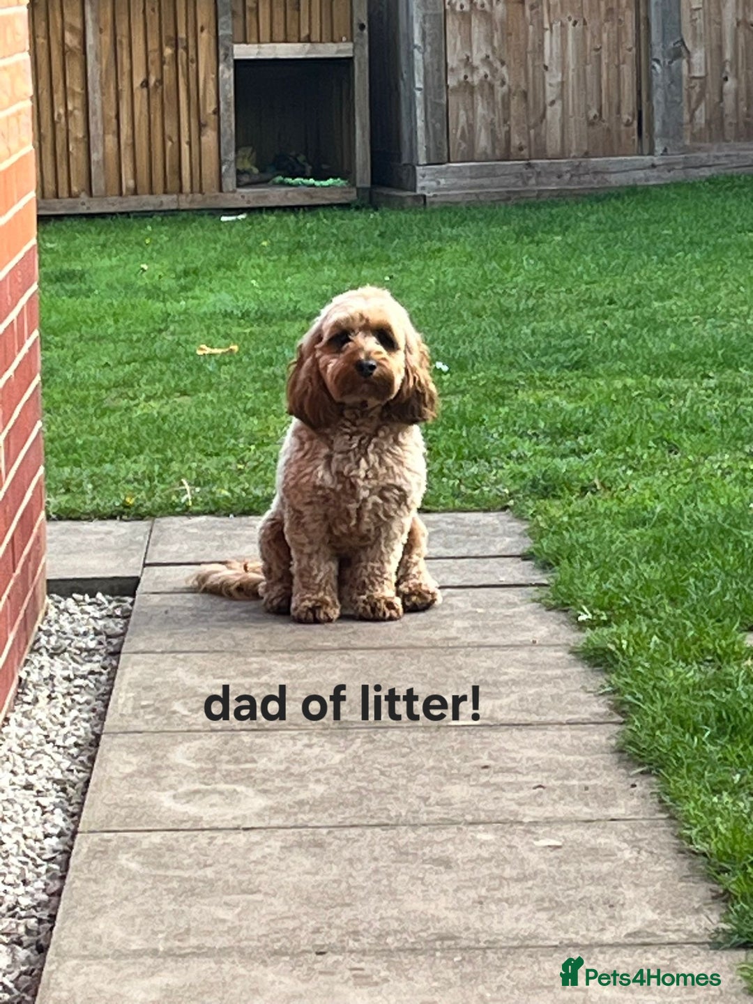 Mixed Breed dogs for sale: (Mum) Miniture aust labradoodle (dad) cockapoo - Advert 9