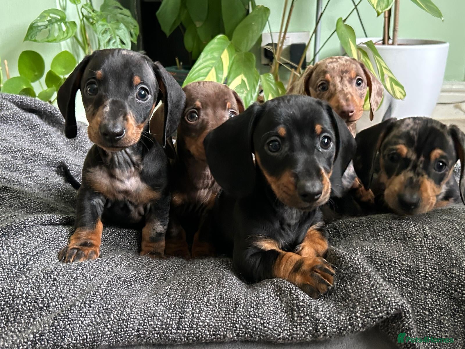 Dachshund dogs Full Pedigree Dachshund ❤️🧡💚🩵 - Advert 1