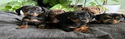 Dachshund dogs for sale: Full Pedigree Dachshund ❤️🧡💚🩵 - Advert 11
