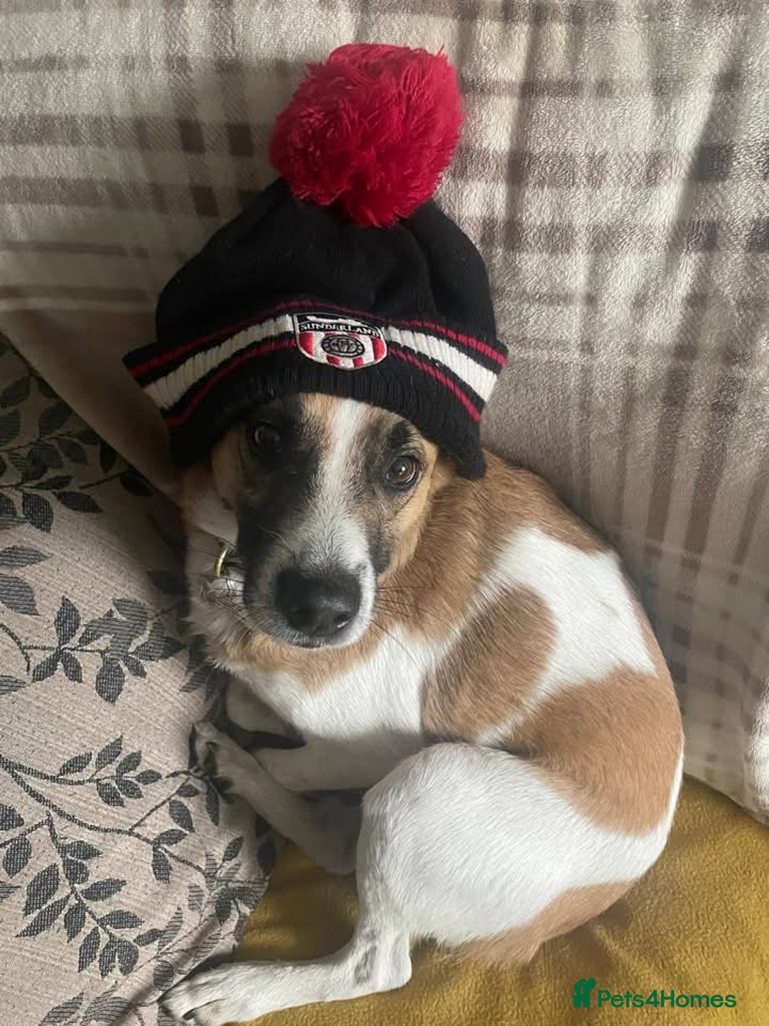 Mixed Breed dogs for adoption: Scobby approx 5-6 years old  - Advert 4