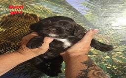 Sprocker dogs for sale: Beautiful Sproker pups for sale   - Image 13