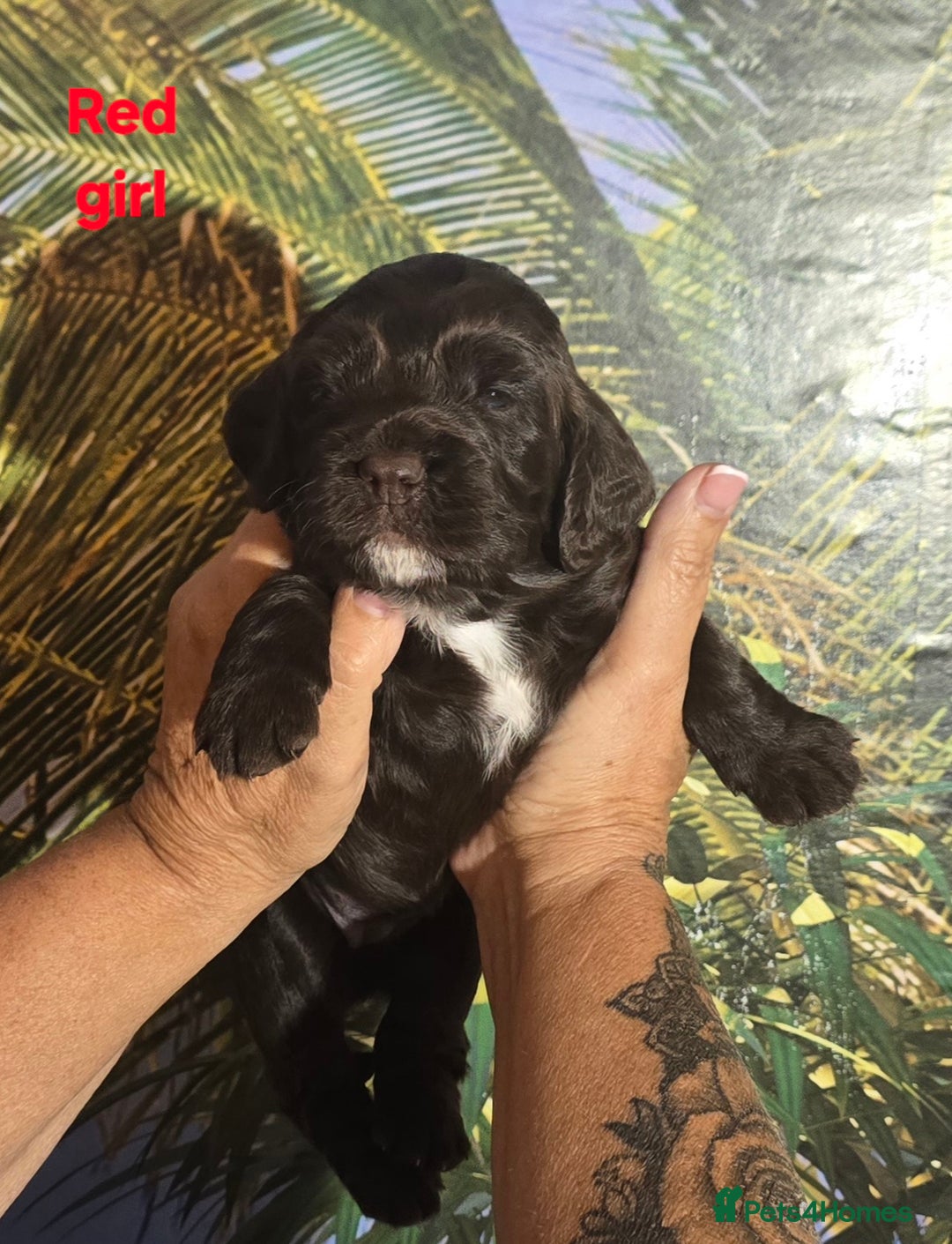 Sprocker dogs for sale: Beautiful Sproker pups for sale   - Image 13