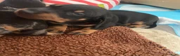 Dachshund dogs for sale: Tri silver dapple dachshunds ❤️ - Advert 3