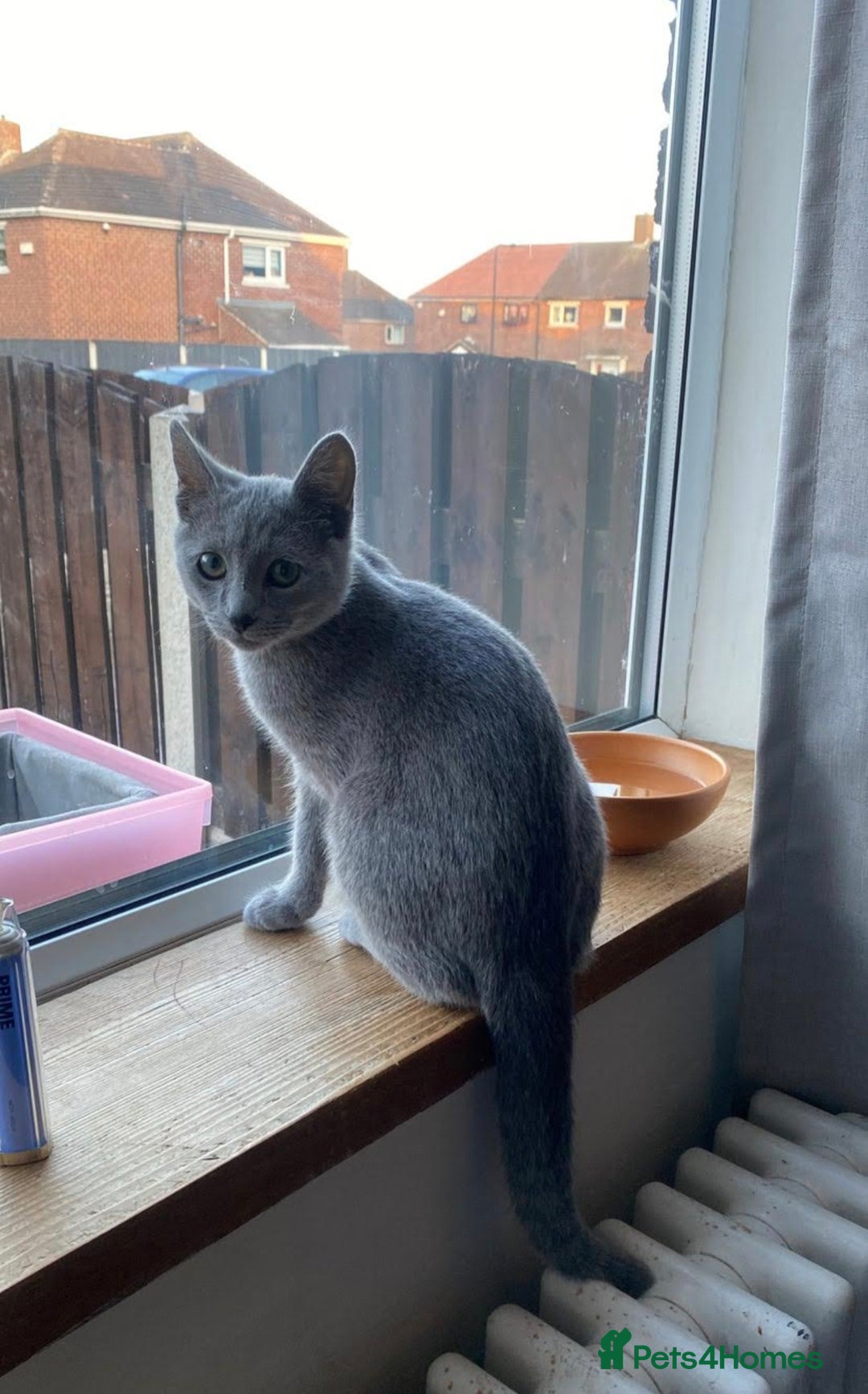 Russian Blue cats for sale:  Russian blue kittens with cute bobtail  - Advert 7